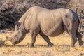 A male black rhino ( Diceros Bicornis) walking in the savannah, Etosha National Park, Namibia. Royalty Free Stock Photo