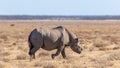 A male black rhino ( Diceros Bicornis) walking in the savannah, Etosha National Park, Namibia. Royalty Free Stock Photo