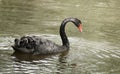 A male black swan in a beautiful lake in summer. Royalty Free Stock Photo