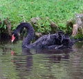 Male Black Swan Royalty Free Stock Photo
