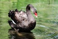 Male black swan on Woburn lake in England Royalty Free Stock Photo