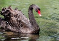 Male black swan on Woburn lake in England Royalty Free Stock Photo