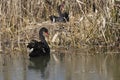 Male black swans guards the nest