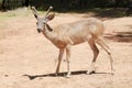 Male Black-tailed deer Royalty Free Stock Photo