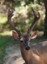 Male black-tailed deer Royalty Free Stock Photo