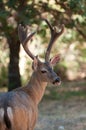 Male black-tailed deer Royalty Free Stock Photo