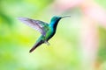 A male Black-throated Mango Anthracothorax nigricollis, hovering with a pastel background Royalty Free Stock Photo