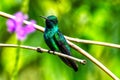 A male Black-throated Mango hummingbird (Anthracothorax nigricollis Royalty Free Stock Photo