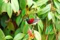 Male black-throated sunbird Royalty Free Stock Photo