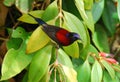 Male black throated sunbird Royalty Free Stock Photo