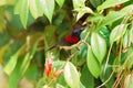 Male black throated sunbird Royalty Free Stock Photo