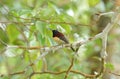 Male black throated sunbird Royalty Free Stock Photo