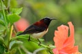 Male black throated sunbird Royalty Free Stock Photo