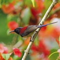 Male Black-throated Sunbird Royalty Free Stock Photo
