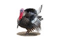 Male Black Turkey puffing up plumage to attract female isolated on white background Royalty Free Stock Photo