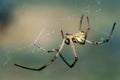 Male Black Widow Spider Royalty Free Stock Photo