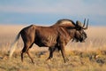 Black wildebeest Royalty Free Stock Photo