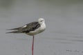 Male Black-winged stilt