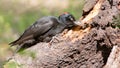 A male black woodpecker collects ants in a rotting stump