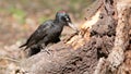 male black woodpecker eats ant larvae in an old stump Royalty Free Stock Photo