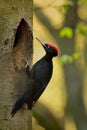 The male Black Woodpecker Royalty Free Stock Photo