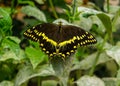 Male Black and Yellow Swallowtail Butterfly Royalty Free Stock Photo