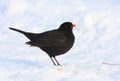 Male Blackbird