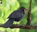 Male blackbird with a beak full of worms and grubs