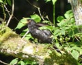 Male blackbird gaping in the heat