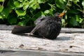 Male blackbird on a garden roof sunbathing