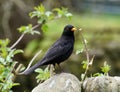 Male blackbird on a wall