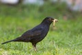 Male blackbird with grubs. Garden bird collecting insect food