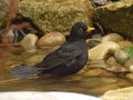 Male blackbird having a bath in a garden pond