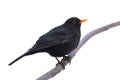 Male blackbird isolated on white background