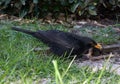 Male blackbird on a lawn eating seeds