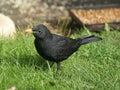 Male blackbird on a lawn