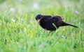 Blackbird In The Meadow