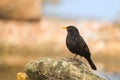 Male blackbird in nature