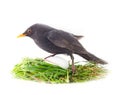 Male Blackbird in nest with disproportionately large egg