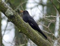Male blackbird next to mossy tree trunk