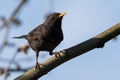 Male Blackbird in Perfect Balance on a Branch