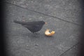 male blackbird picking an apple peel