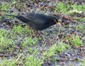 Male blackbird pulling worm out of soil