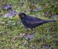 Ringed Male Blackbird