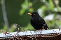 A Male Blackbird Sitting On A Small Roof