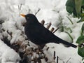 Male blackbird on a snow covered branch