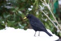 Male Blackbird In The Snow With Worm