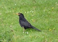 Male blackbird starting to moult