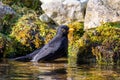 Male blackbird taking a bath in the pond