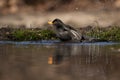 Male blackbird taking a bath in a pond